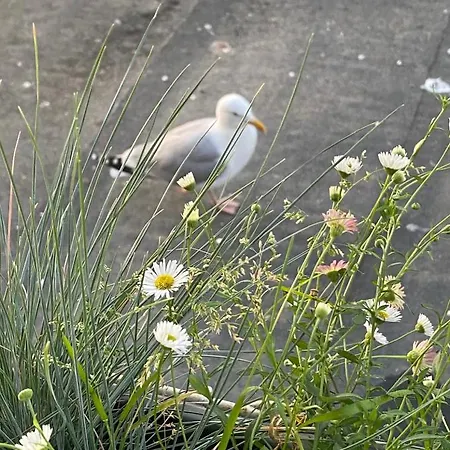 St Valery En Caux, Vue Et Falaise: Le Bleu De Lo *